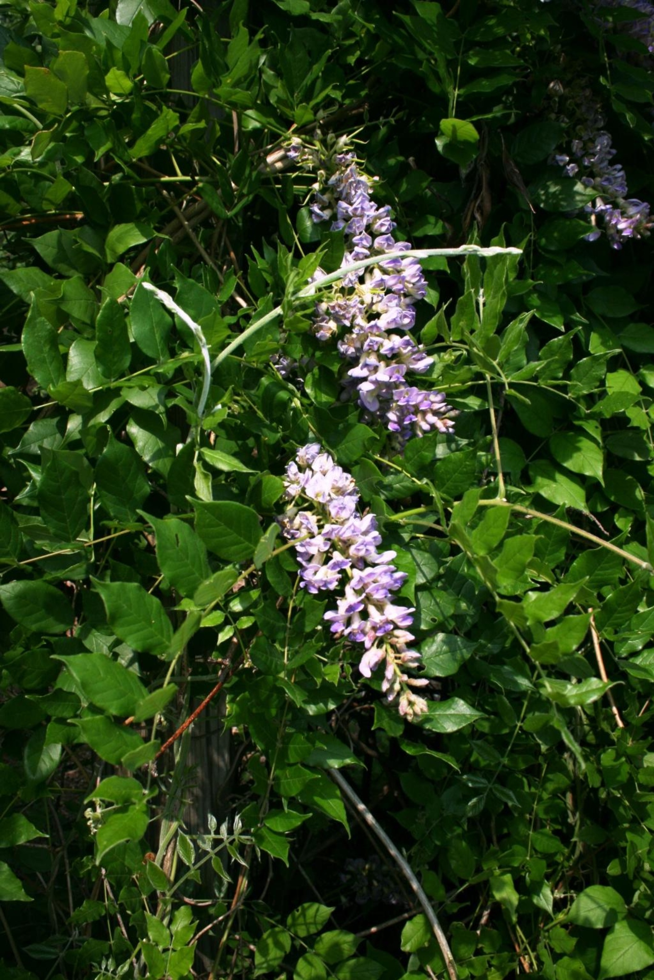 wisteria store coming back