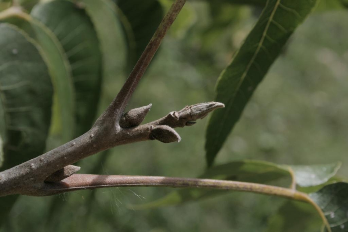 Carya illinoinensis (Pecan), bud, terminal