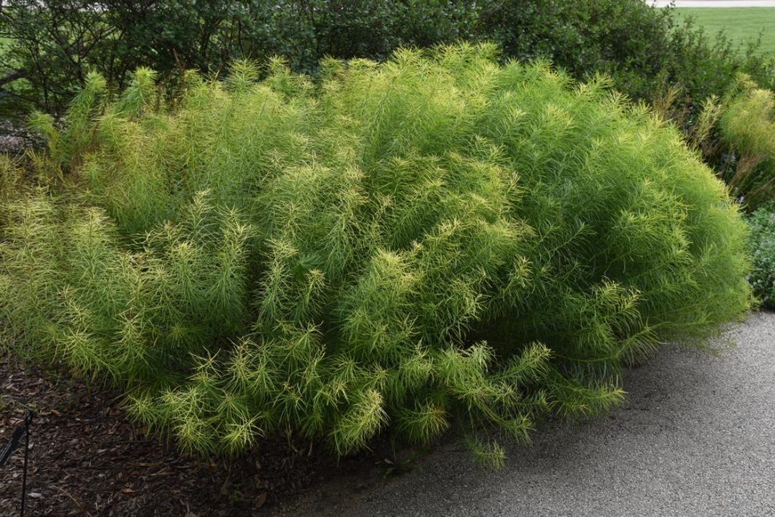 Arkansas blue star The Morton Arboretum