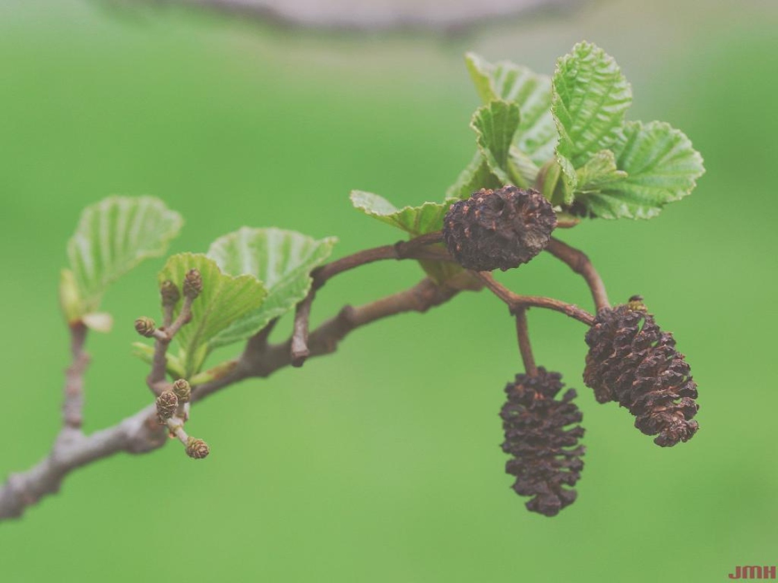 Alnus glutinosa 'Pyramidalis' (Pyramidal European black alder), fruit