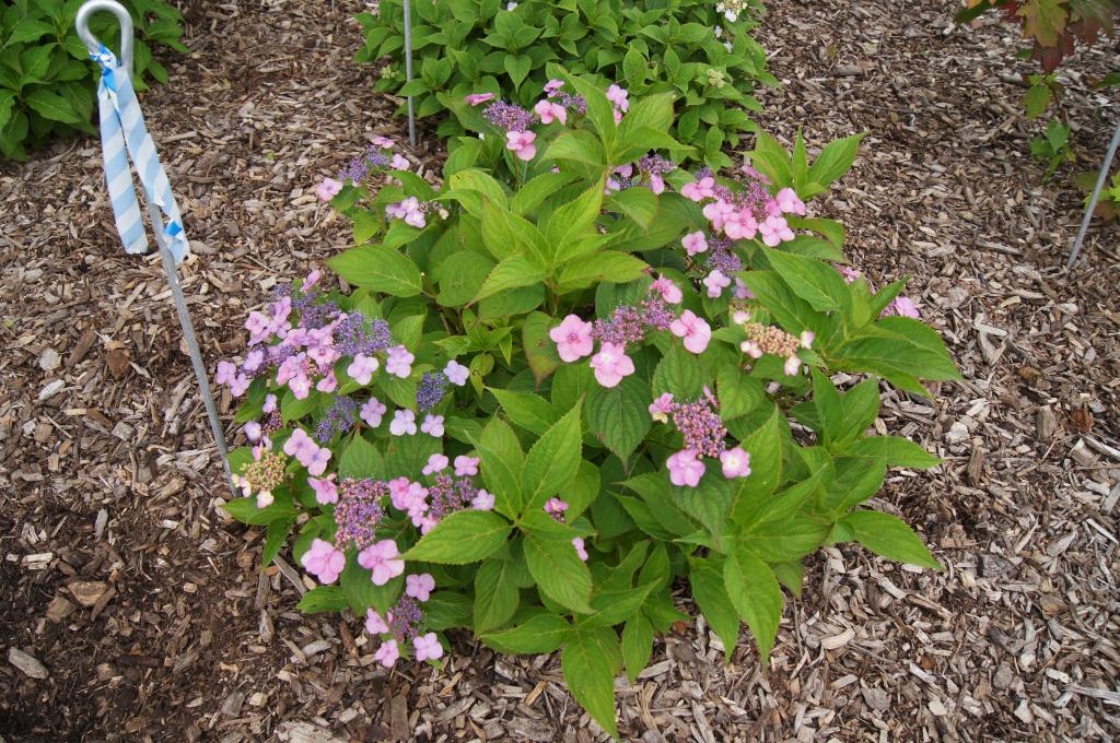 Hydrangea serrata (Mountain Hydrangea), habit, summer