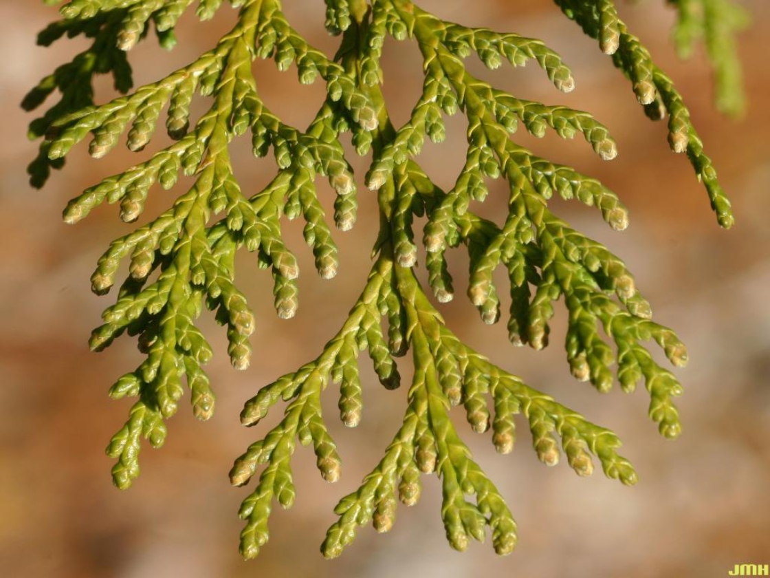 Chamaecyparis pisifera (Sieb. & Zucc.) Endl. (sawara-cypress), pollen strobili
