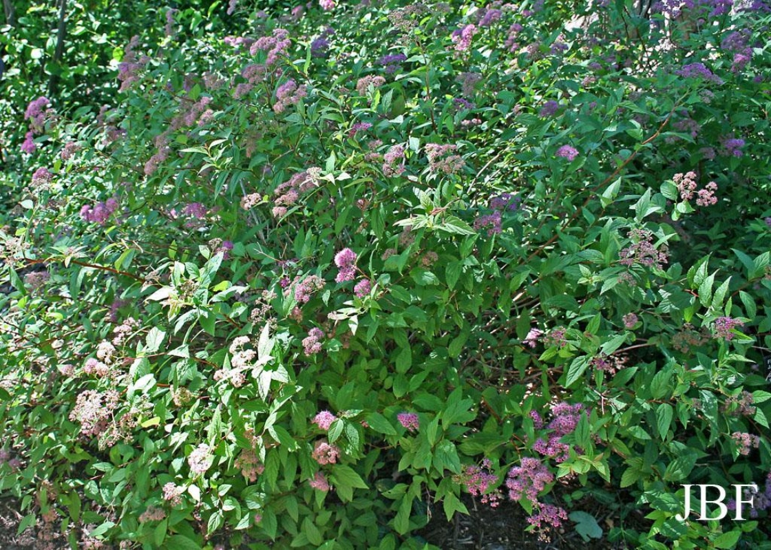 Japanese Spirea The Morton Arboretum