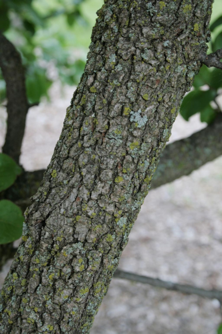 Viburnum rufidulum (Southern Blackhaw), bark, trunk