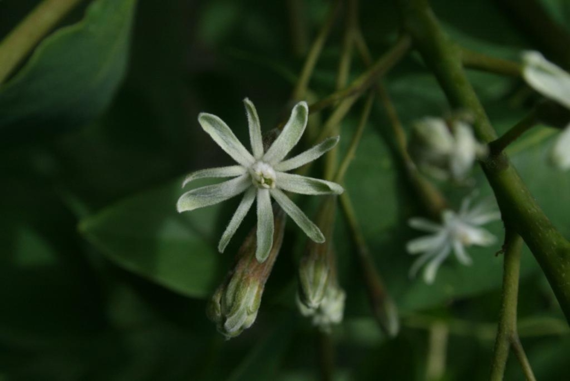 Gymnocladus dioicus (Kentucky Coffeetree), flower, full