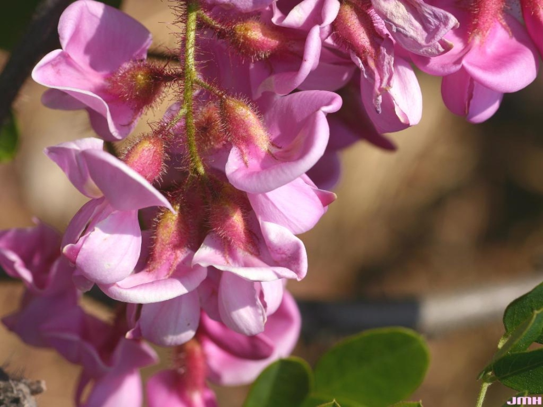 Robinia hispida L. (bristly locust), close-up of flowers