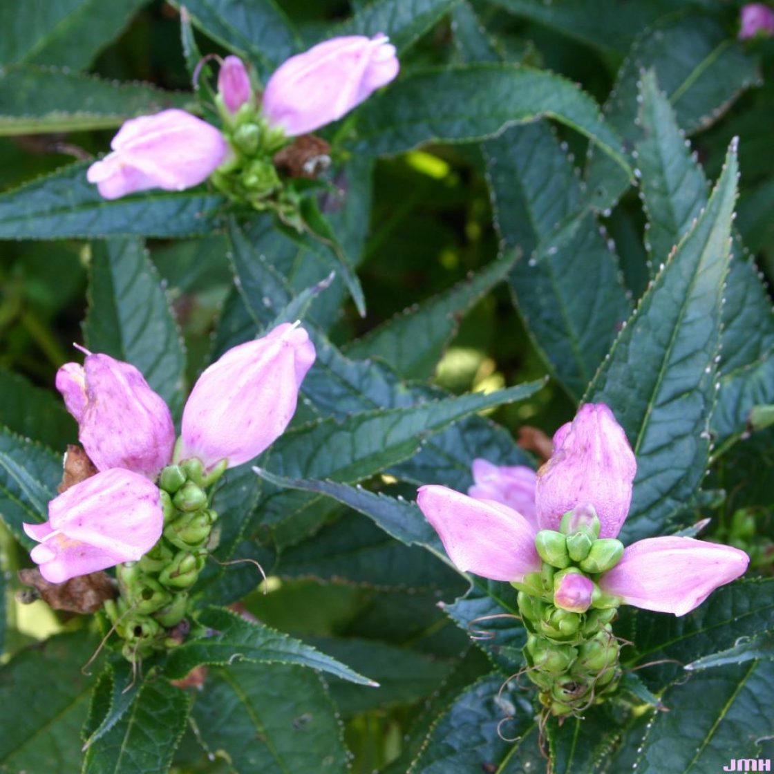 Chelone obliqua L. (rose turtle-head), flowers, leaves