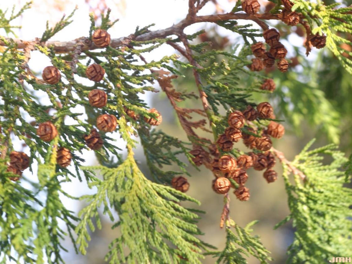 Chamaecyparis pisifera (Sieb. & Zucc.) Endl. (sawara-cypress), cones