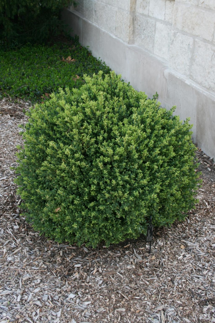 Boxwood hybrids | The Morton Arboretum