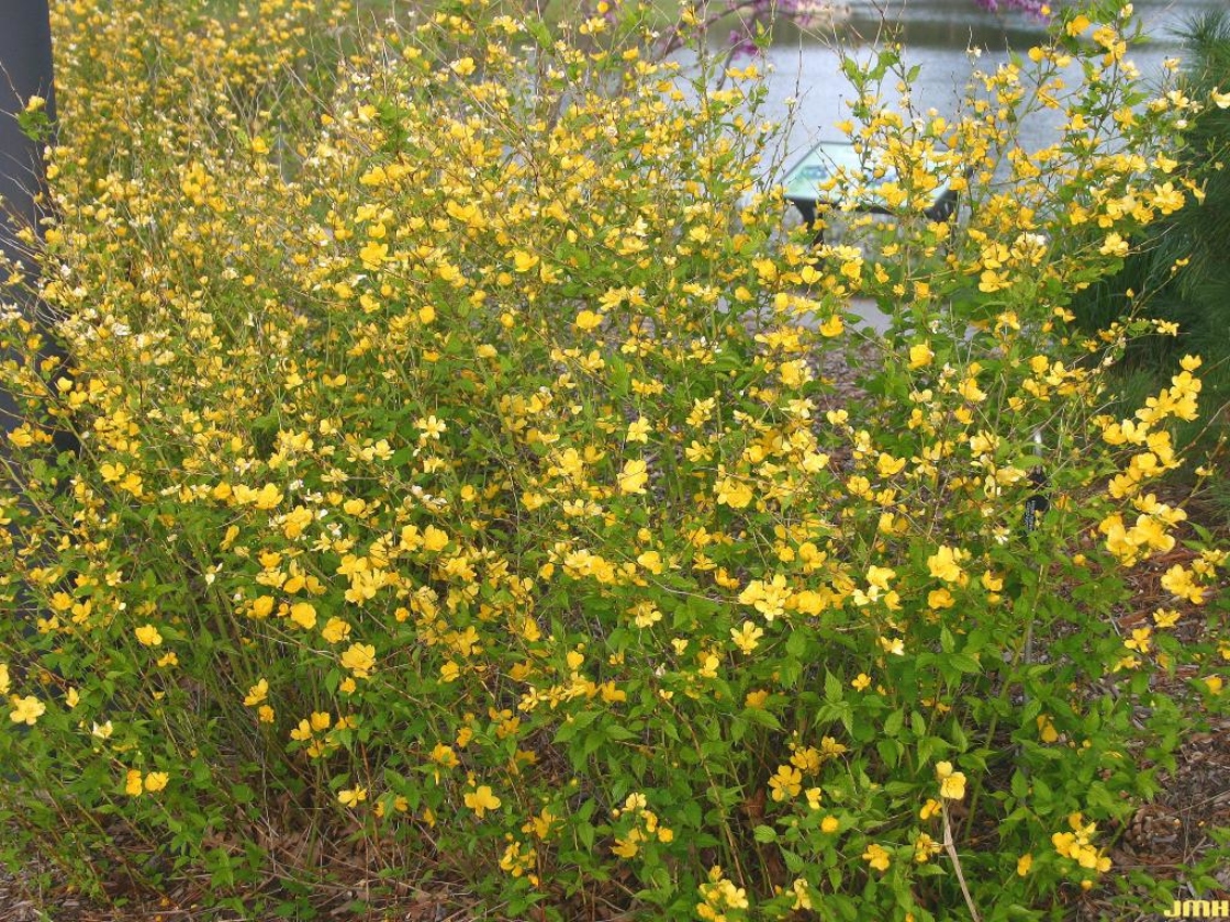 Kerria japonica ‘Golden Guinea’ (Golden Guinea Japanese kerria), growth habit