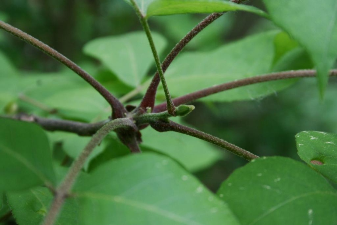Carya tomentosa (Mockernut Hickory), bud, terminal