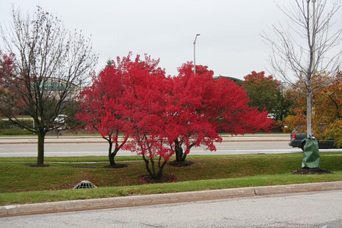The Morton Arboretum