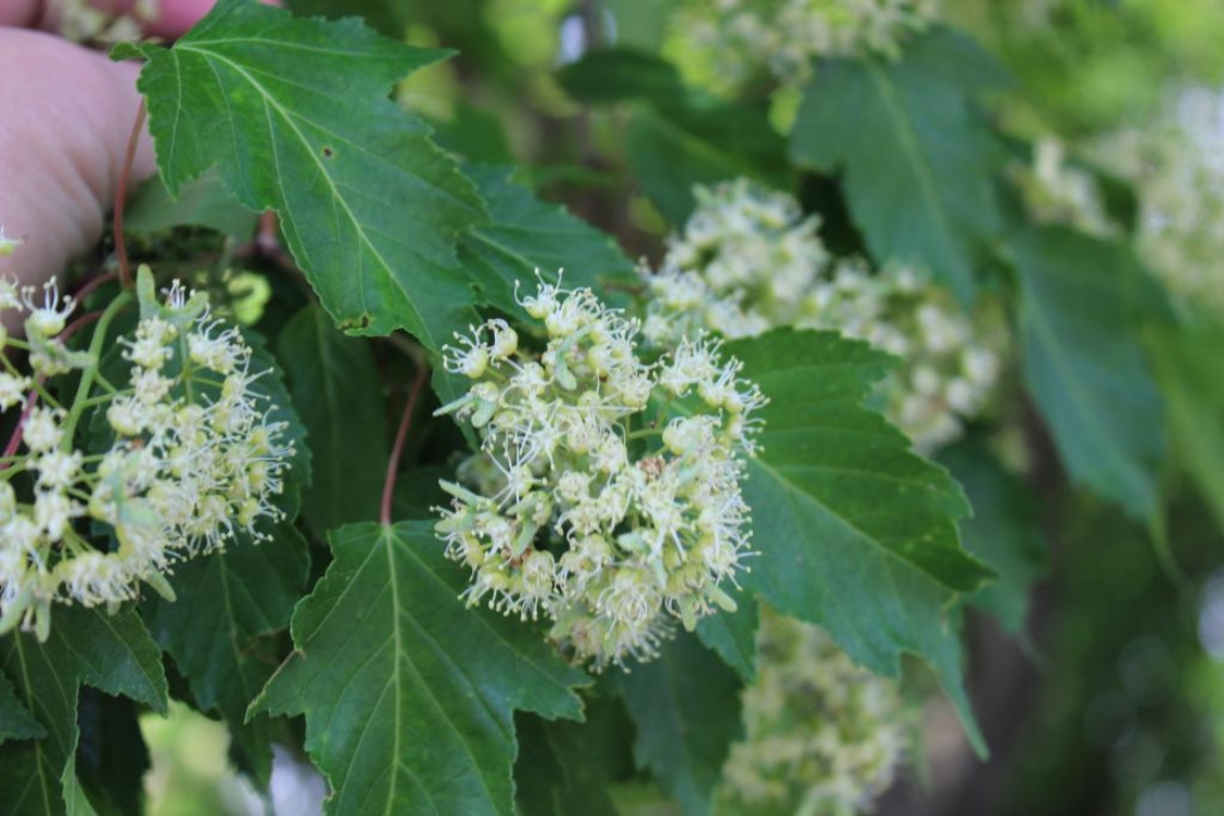 The Morton Arboretum