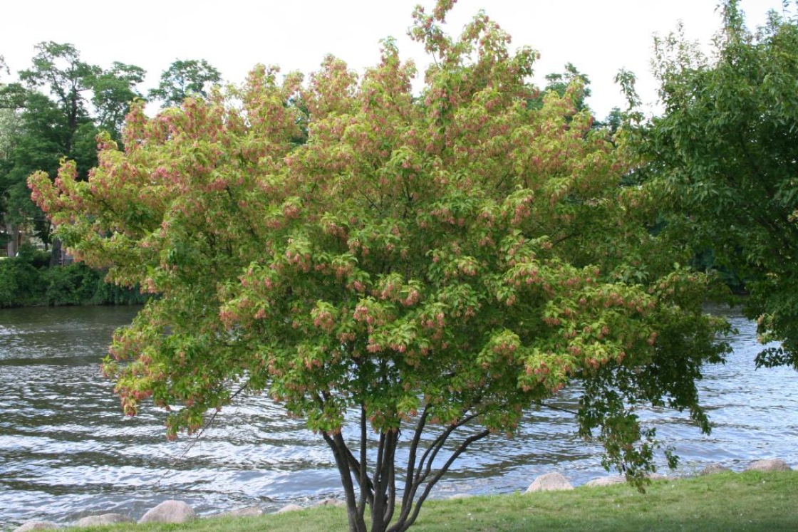 The Morton Arboretum