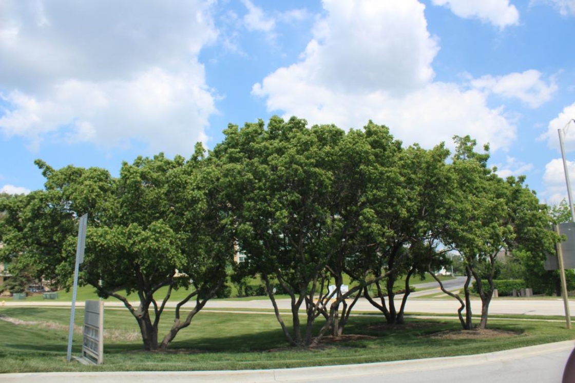 The Morton Arboretum