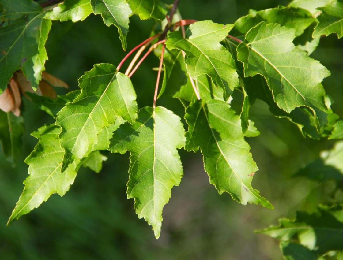 The Morton Arboretum