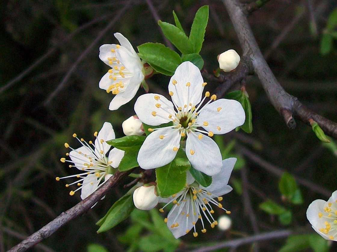 Blackthorn flowers