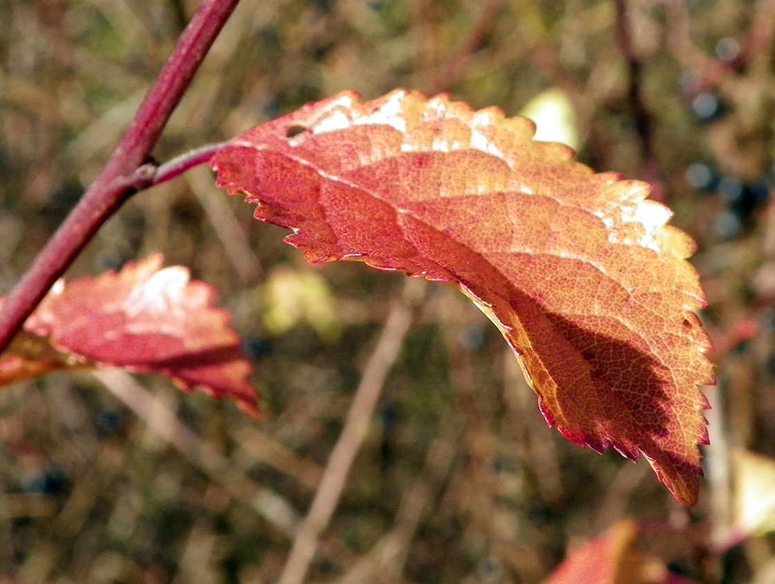 Blackthorn leaf in fall