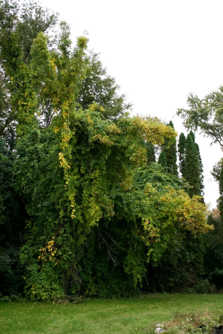The Morton Arboretum