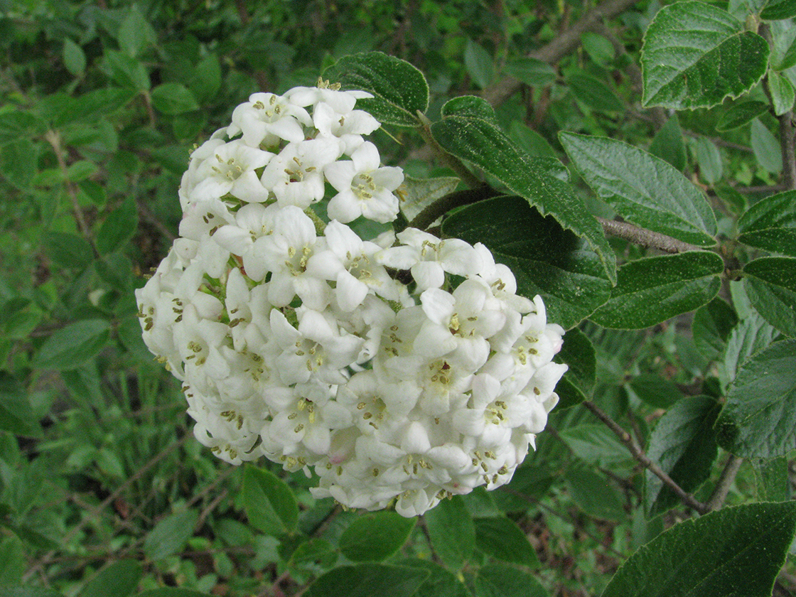 Emerald Triumph Viburnum flowers