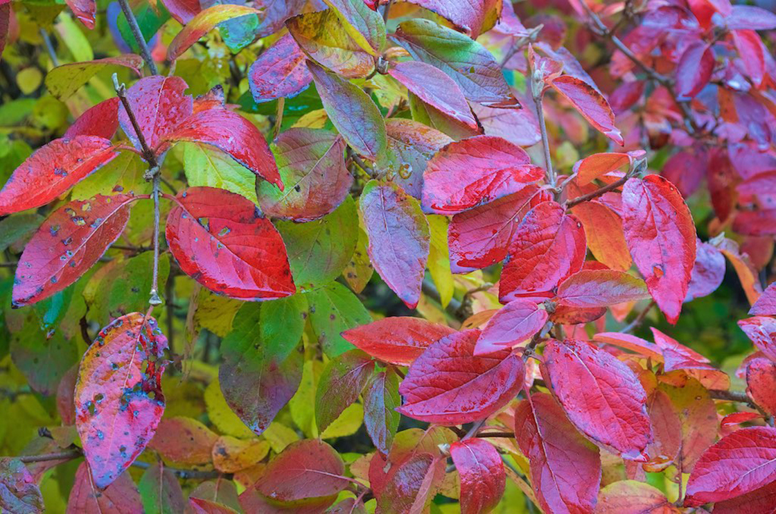 Emerald Triumph viburnum | The Morton Arboretum