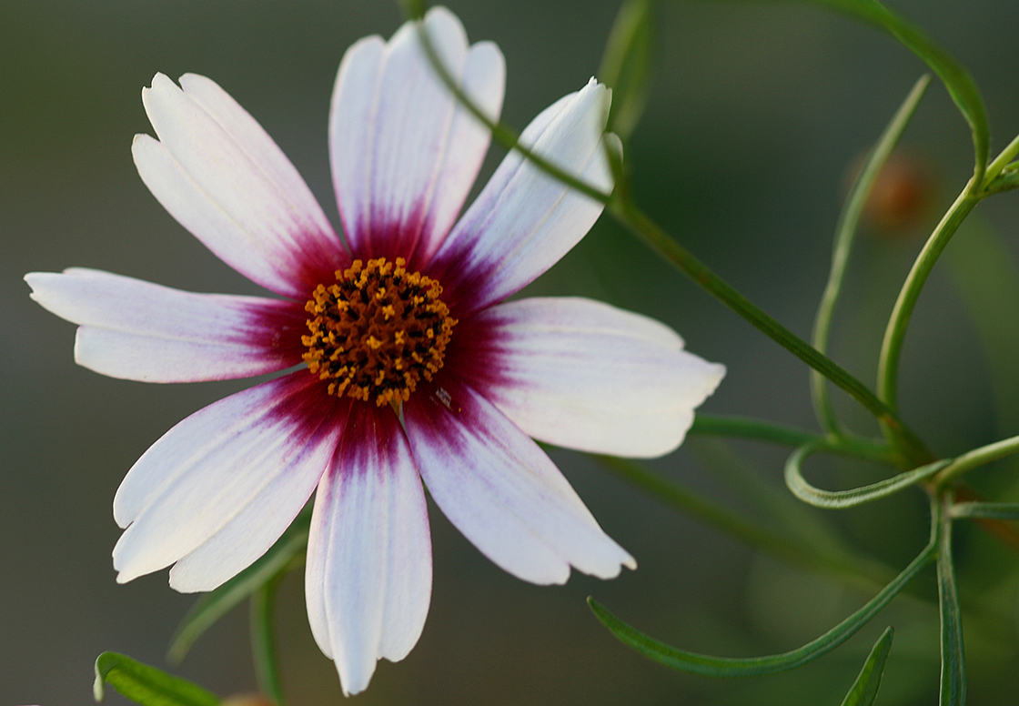 Hybrid Coreopsis flower