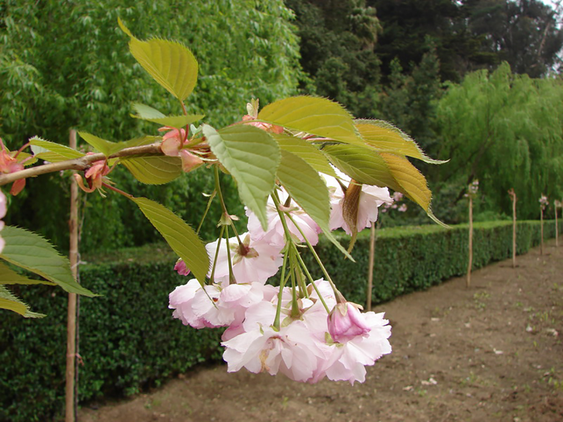  25 Japanese Flowering Cherry Blossom Tree Seeds