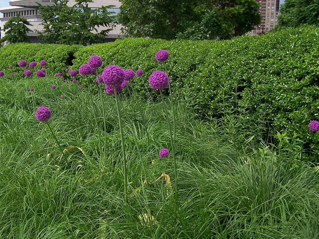Ornamental Onions