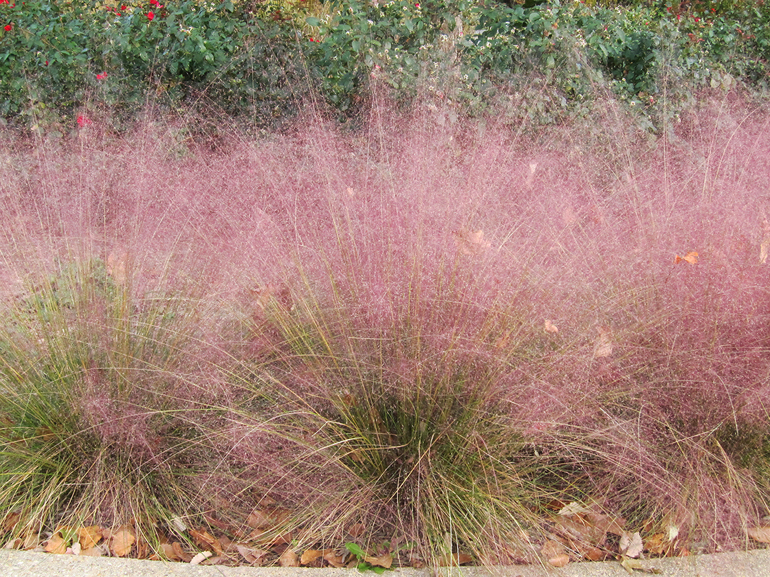 Pink mulhy grass