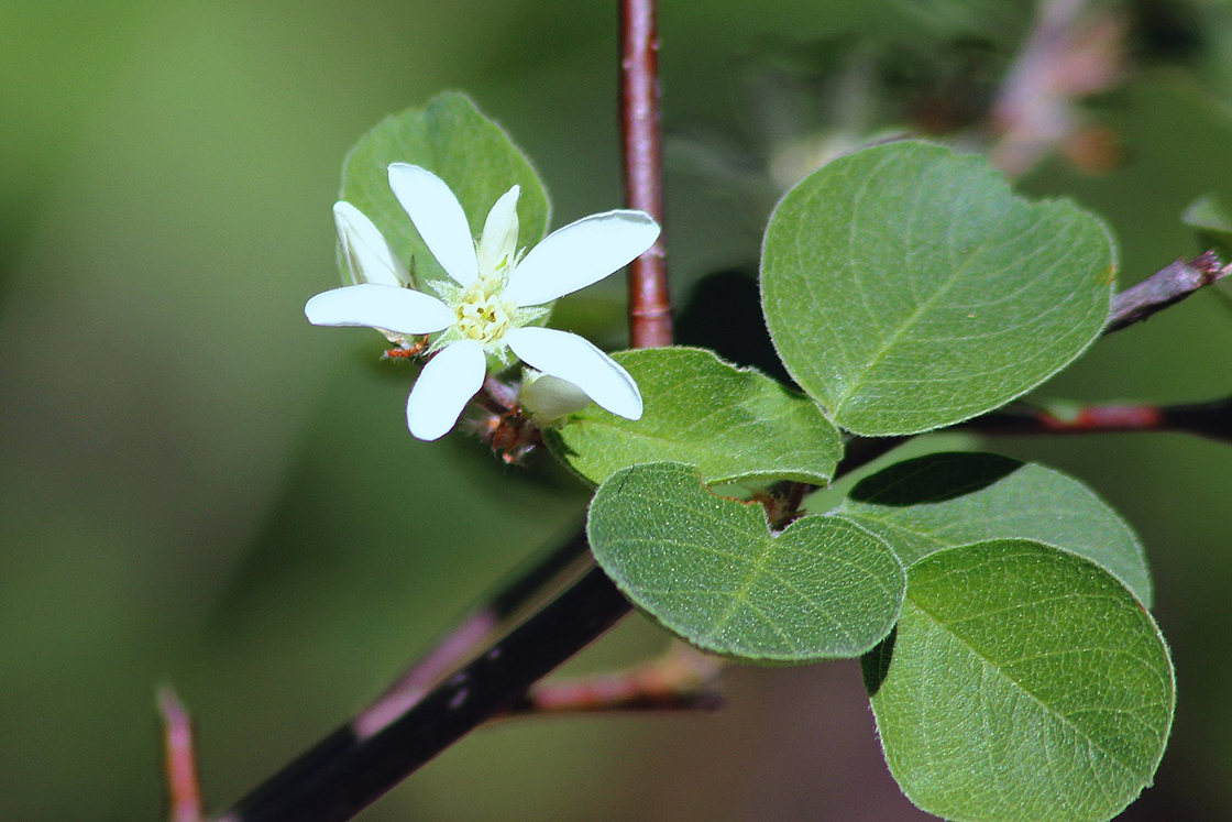 Saskatoon Serviceberry flower
