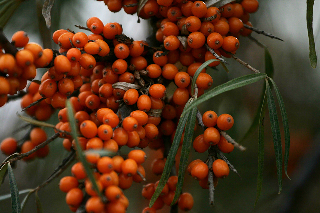 Sea-buckthorn fruit