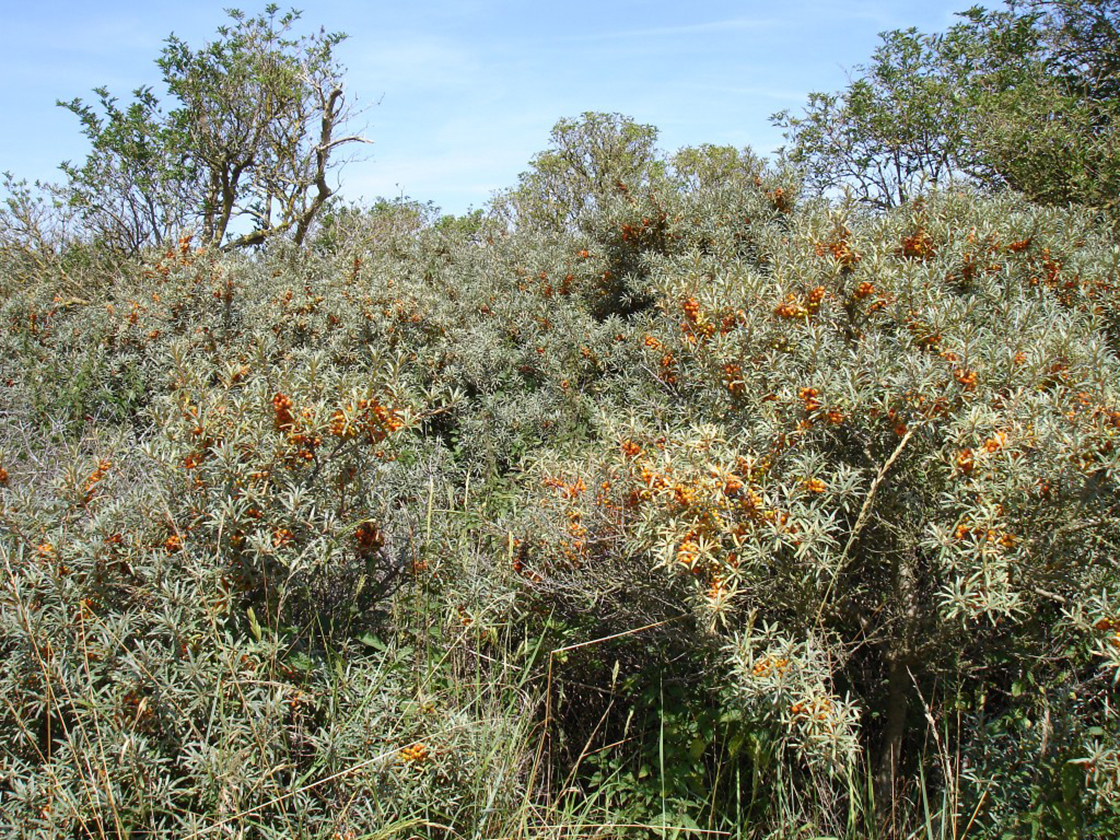 Sea-buckthorn shrub