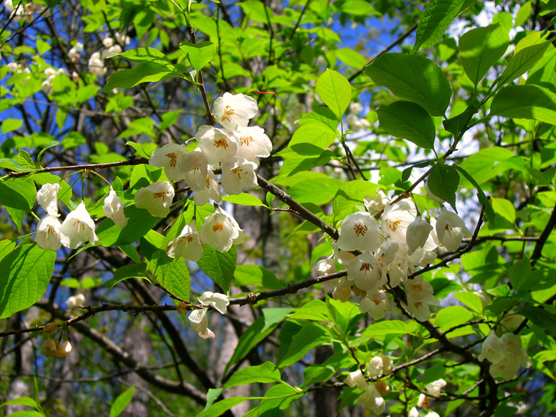 How to Grow and Care for Carolina Silverbell