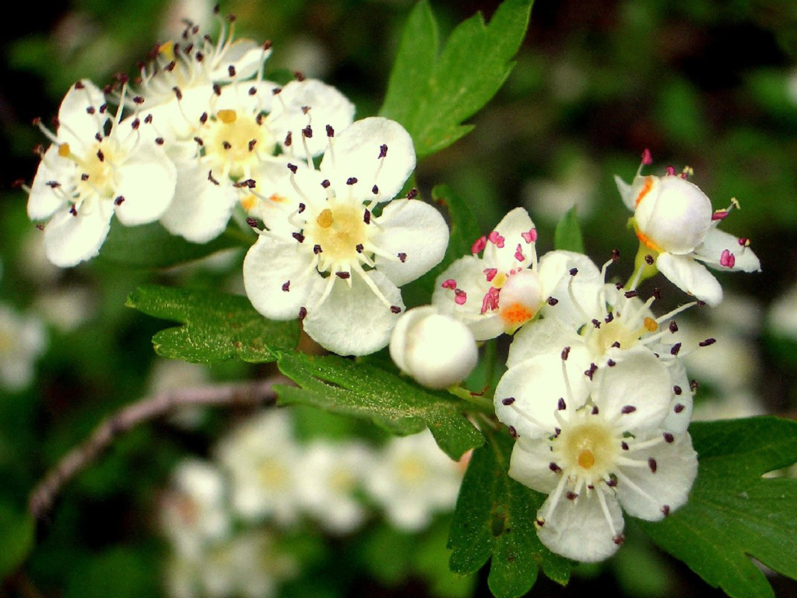 Single-seeded hawthorn flowers