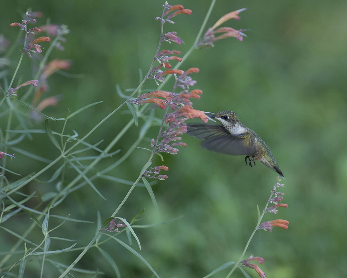 Hummingbird gets pollen from a thread-leaved giant-hyssop