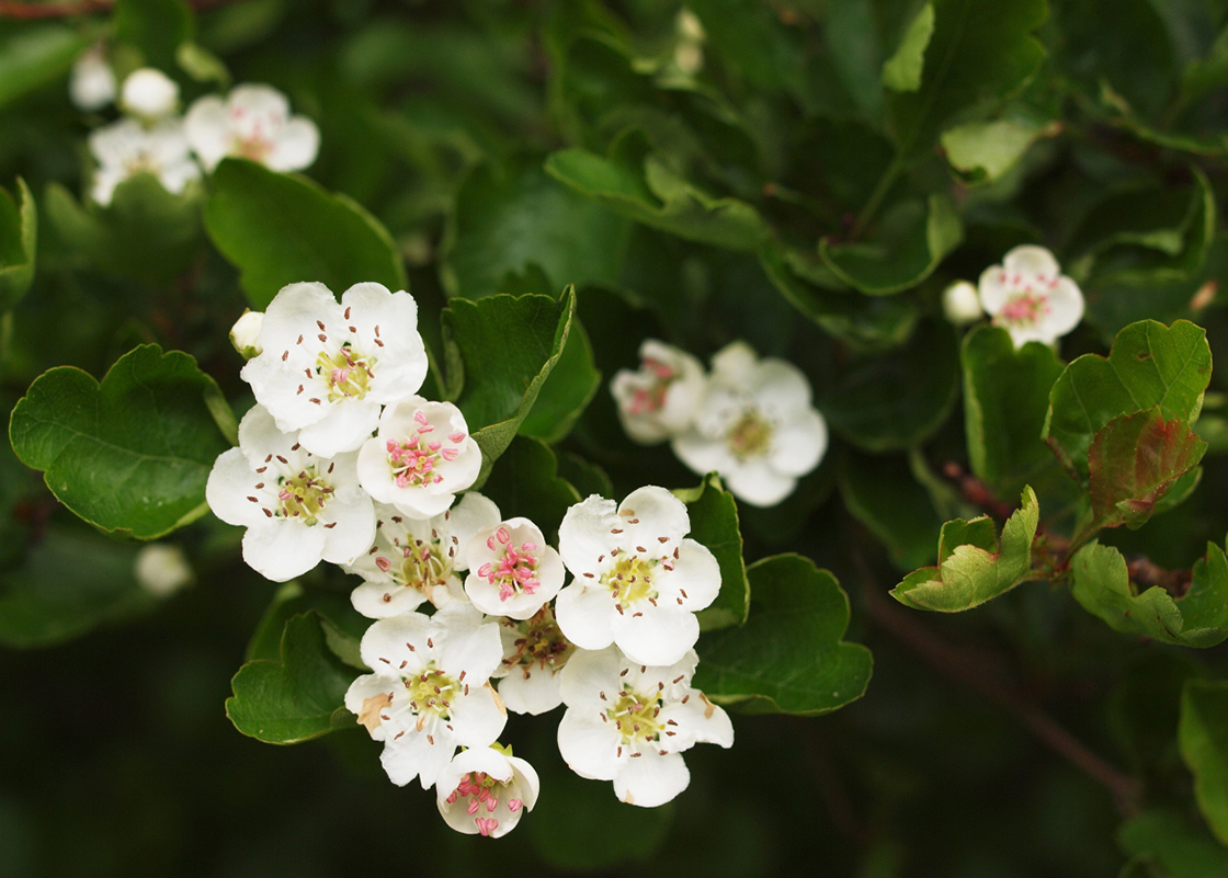Whitethorn flowers