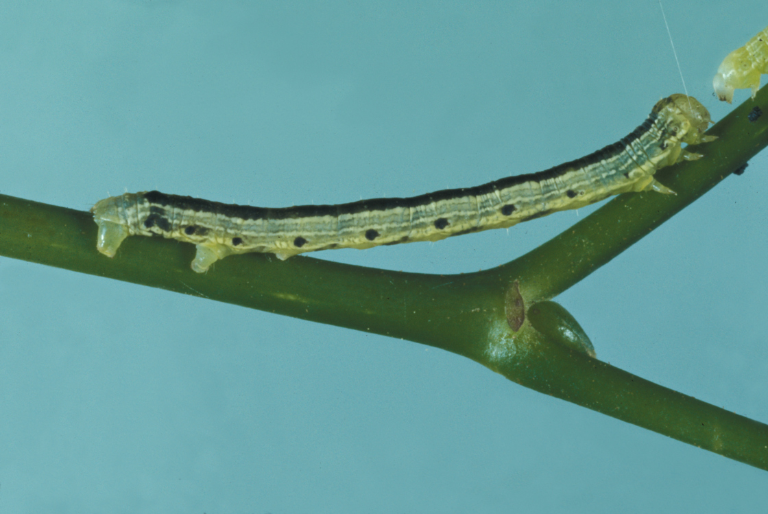 Close up of a fall cankerworm on a Basswood