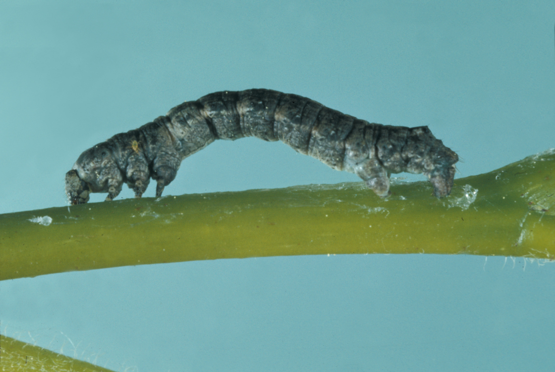 Spring cankerworm