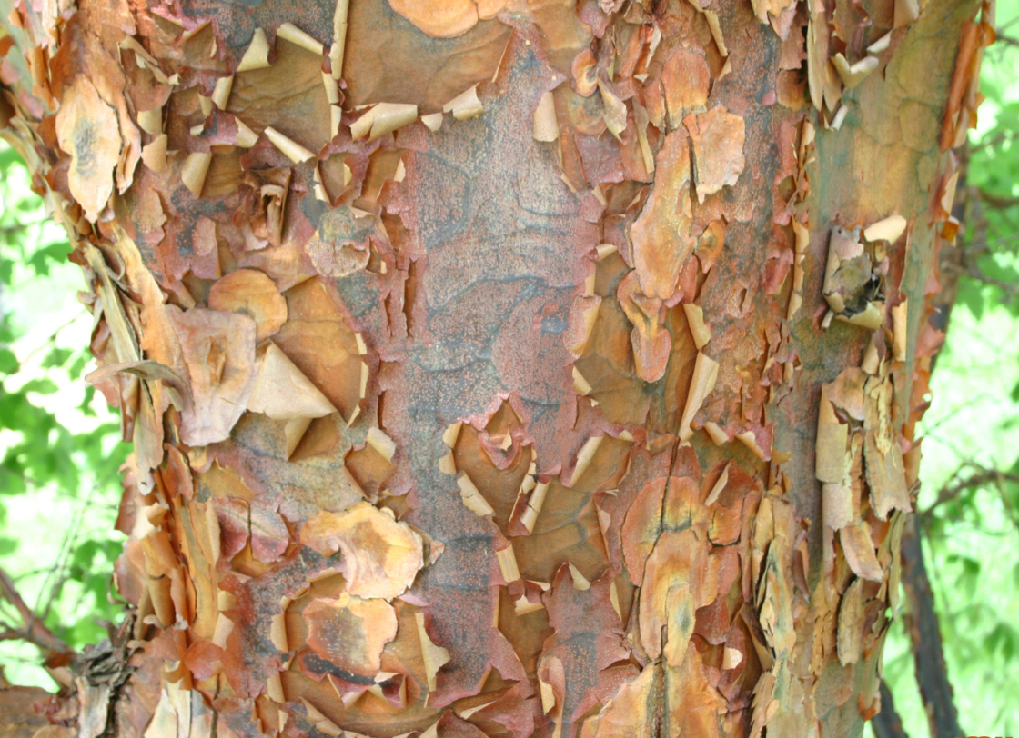 Closeup of paperbark maple bark