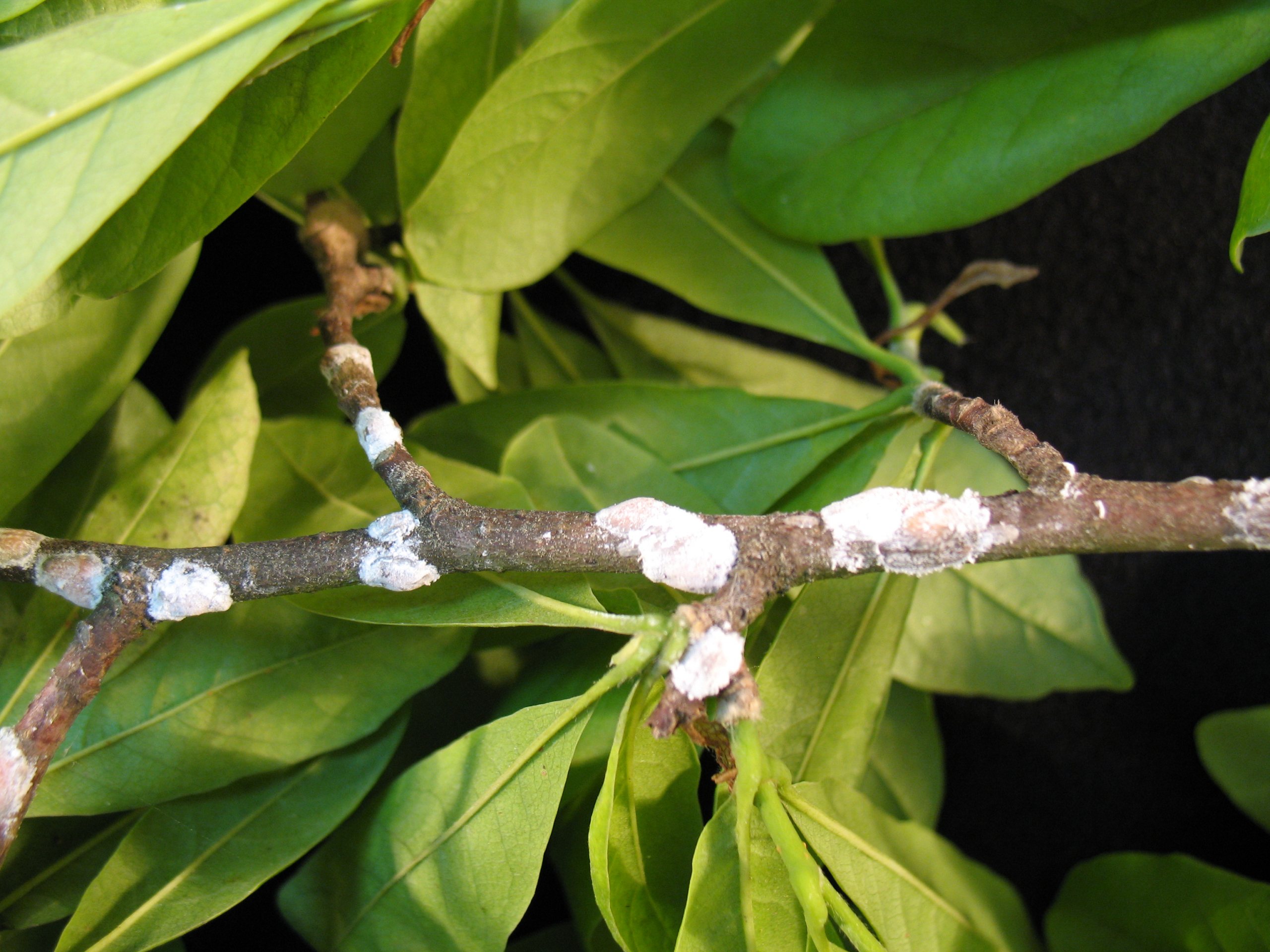 Magnolia Scale Symptoms Life Cycle Management The Morton Arboretum