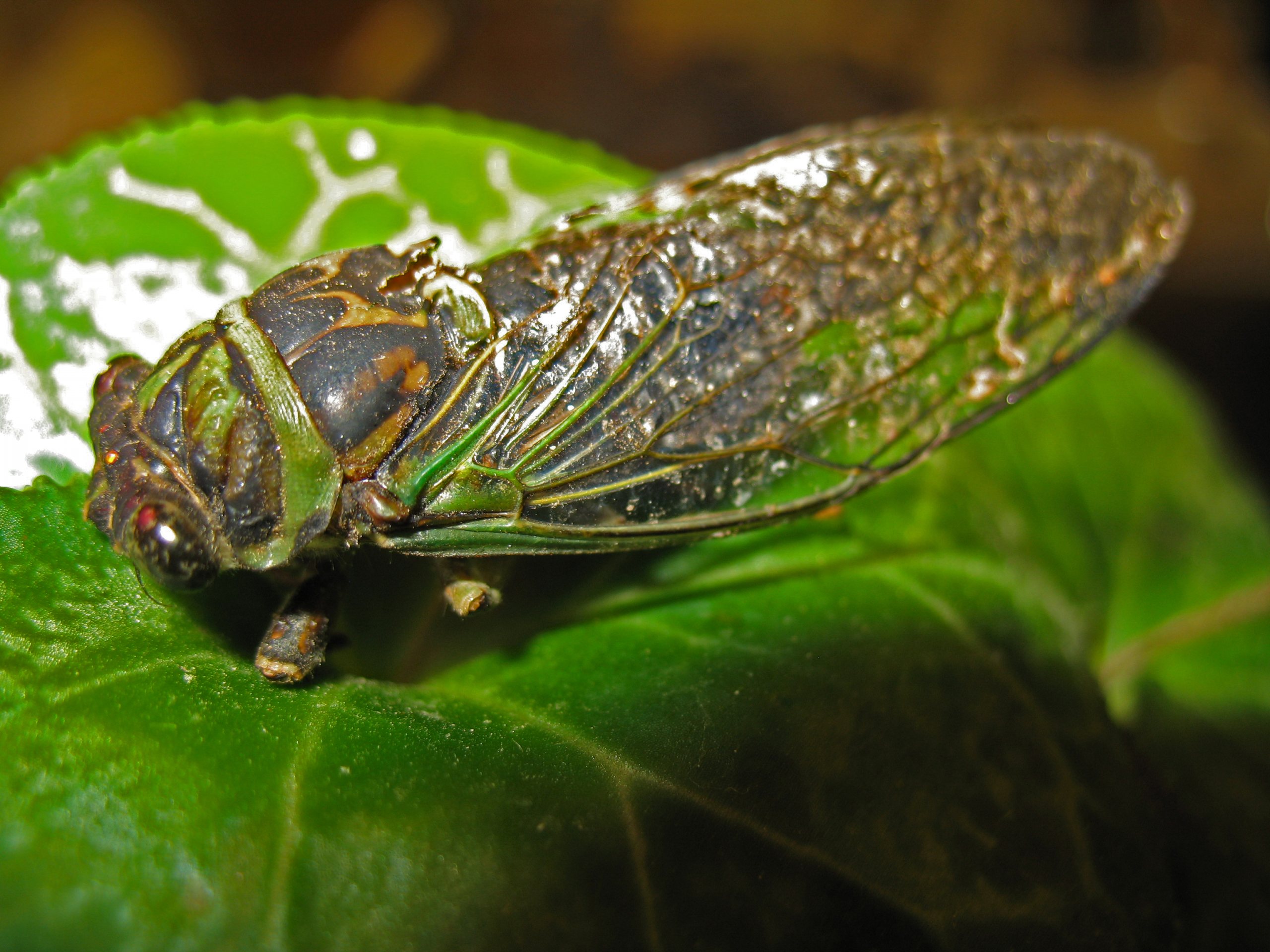 Adult annual cicada