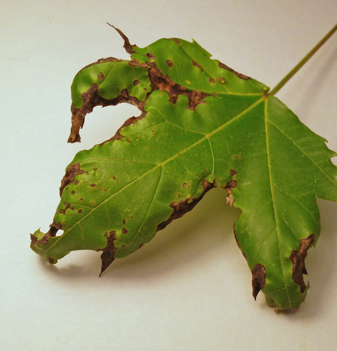 Anthracnose | Symptoms, Management Disease Cycle | The Morton Arboretum