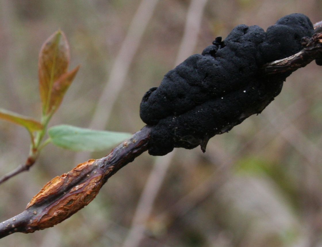 Black Knot Symptoms Life Cycle Management The Morton Arboretum