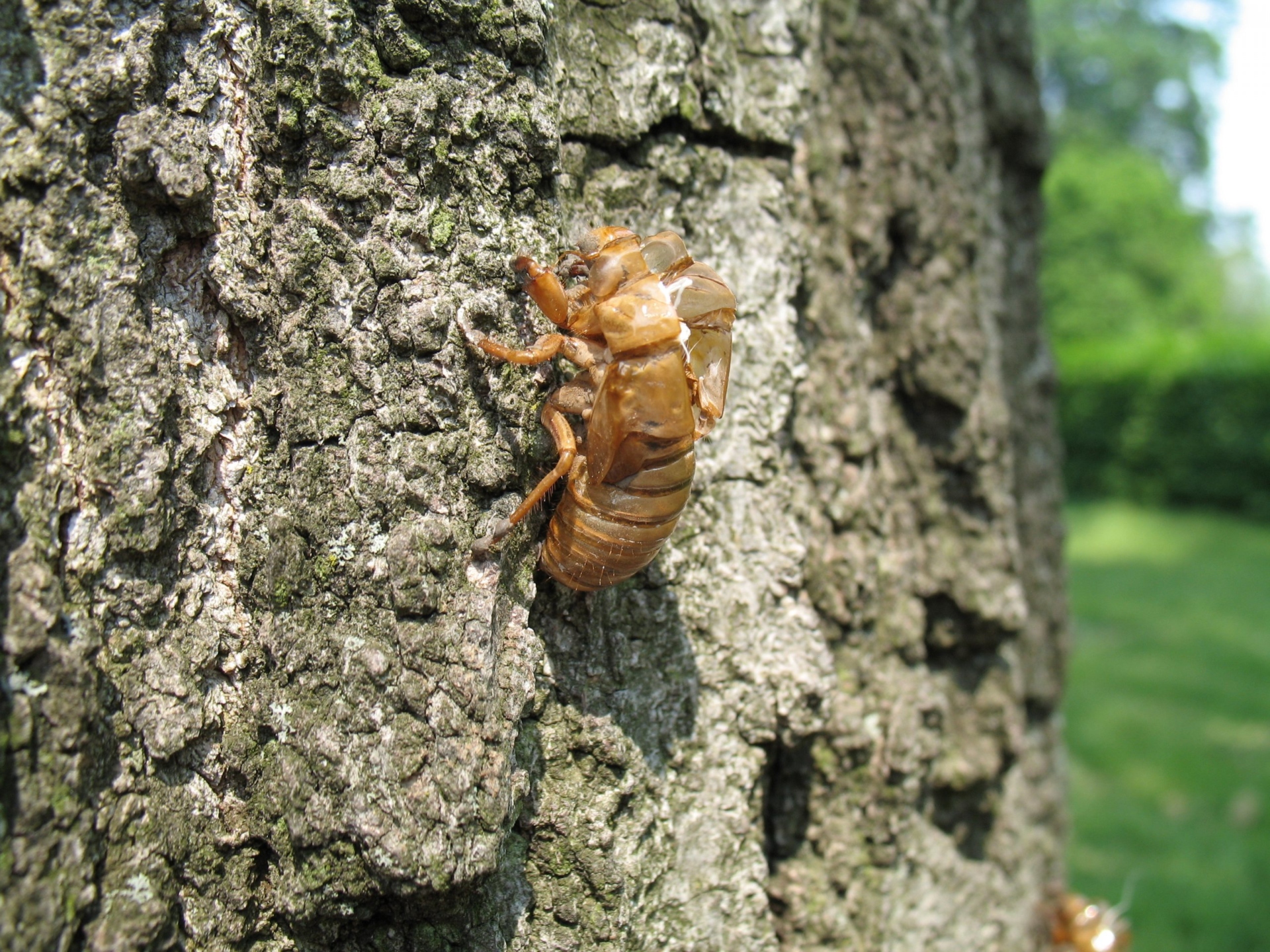 Periodical cicadas The Morton Arboretum