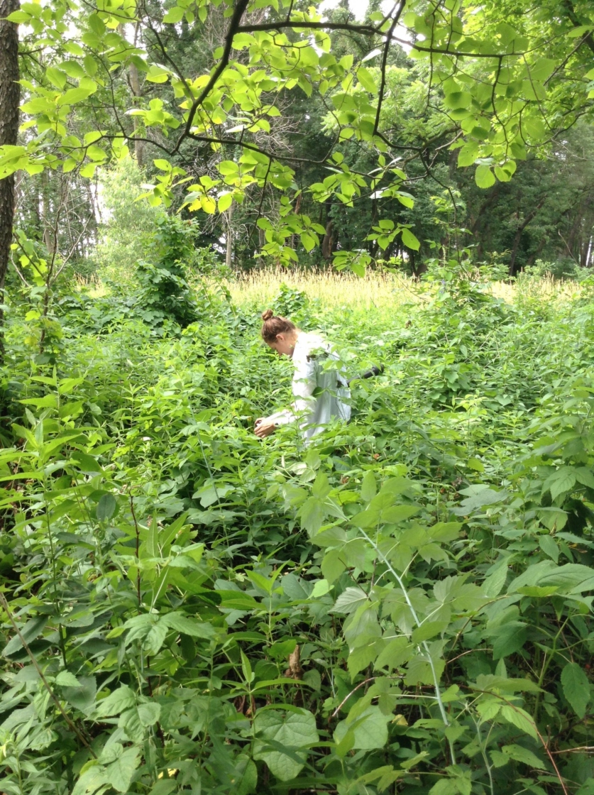 Staff performing research in forest to see the impacts of controlled burn on soil biogeochemistry
