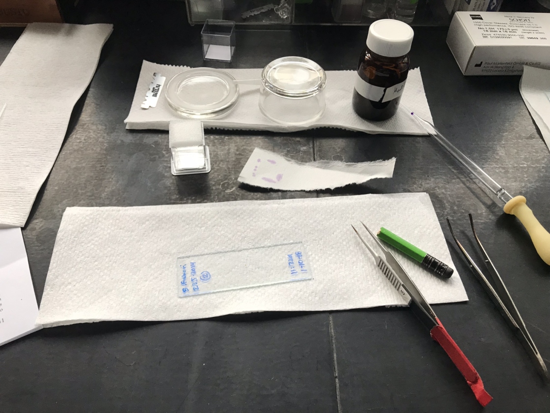 The Morton Arboretum