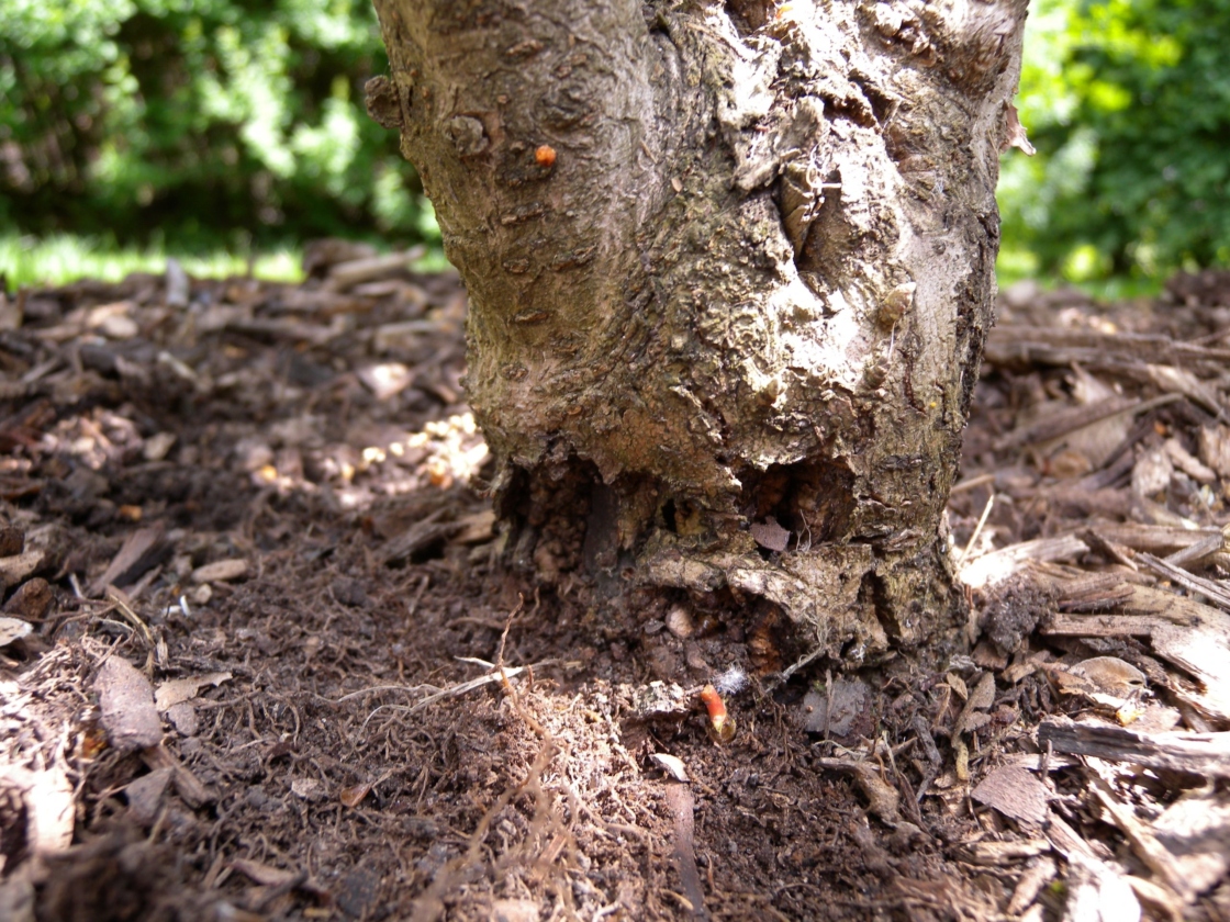 Viburnum crown borer damage to trunk