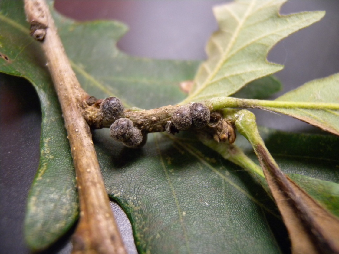 Lecanium scale on a branch.