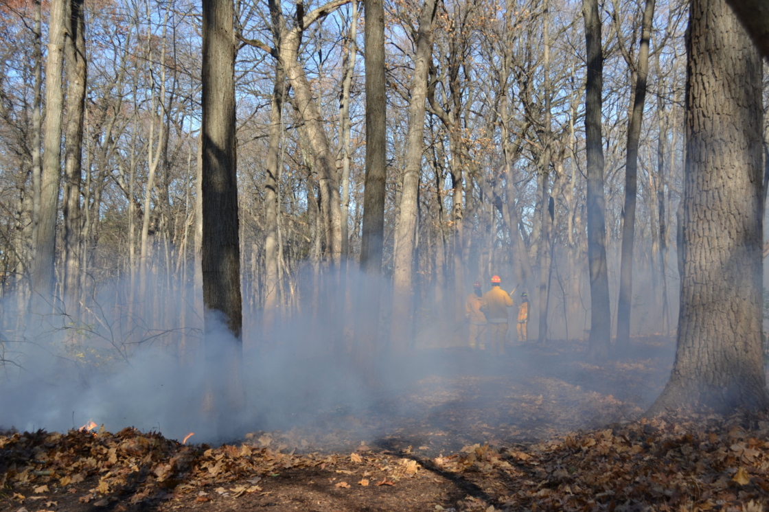 Controlled burn in east woods.