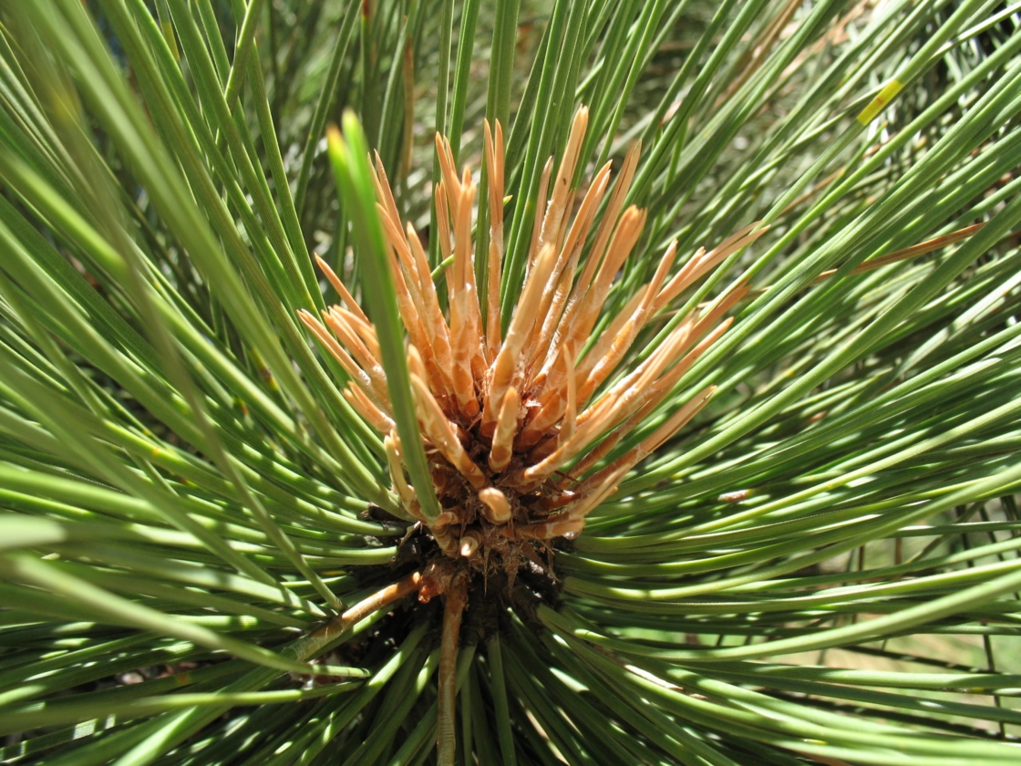 Symptoms of Diplodia tip blight on an Austrian pine